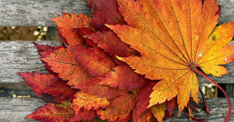 Интересные и красивые поделки из осенних листьев в садик и школу osennie podelki iz listev 2